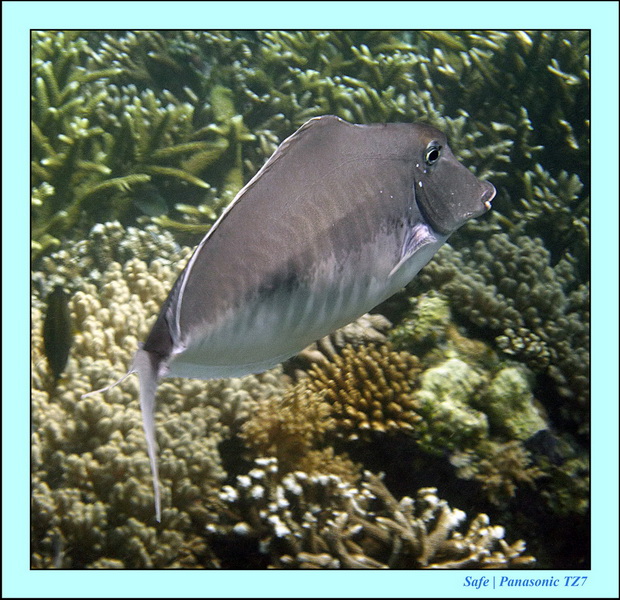 2011 - 08 - Borneo - Sipadan 044